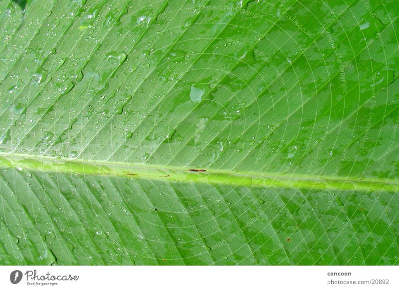 Natur pur I Blatt nass feucht Detailaufnahme grün Singapore Asien Regen Wassertropfen Strukturen & Formen Blattgrün Botanischer Garten