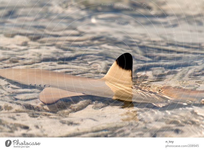 Hi, wie gehts? Sommer Sonne Meer Insel Natur Wasser Riff Indischer Ozean Malediven Tier Haifisch 1 Tierjunges ruhig Bewegung elegant Leichtigkeit Farbfoto