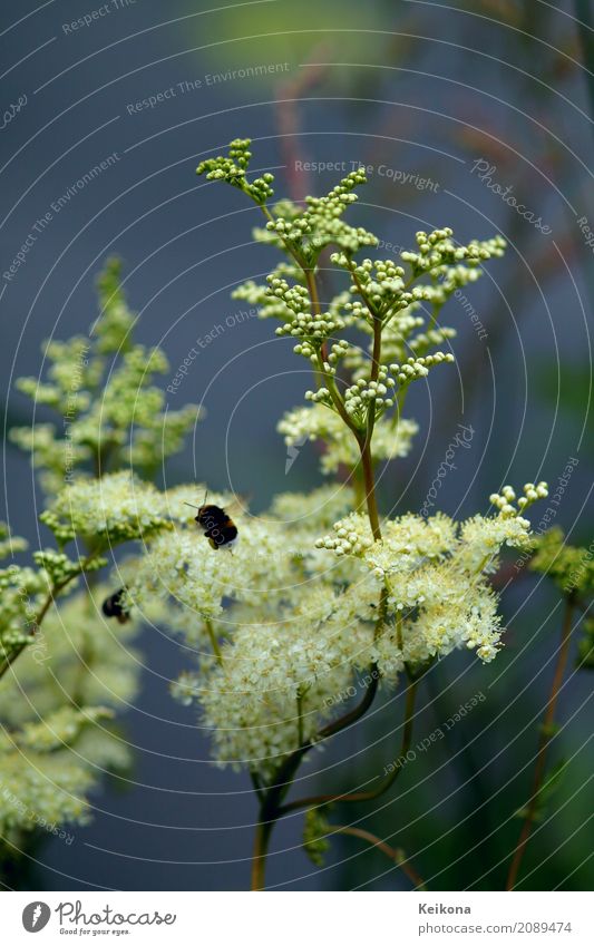 Bumblebee collecting pollen on white fluffy flower. Umwelt Natur Landschaft Pflanze Wasser Sommer Blume Gras Sträucher Blüte Wildpflanze Ebereschen-Fiederspiere