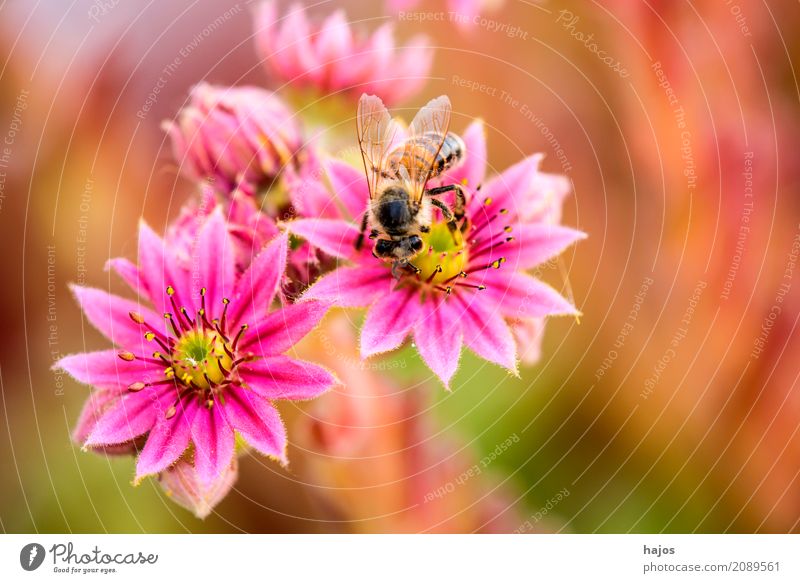 Hauswurz mit Biene schön Pflanze Blüte rosa rot Sempervivum Insekt Sempervivum tectorum Lebewesen Dickblattgewächse Nahaufnahme Makroaufnahme