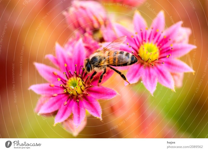 Hauswurz mit Biene schön Pflanze Blüte rosa rot Sempervivum Insekt Sempervivum tectorum Lebewesen Dickblattgewächse Nahaufnahme Makroaufnahme