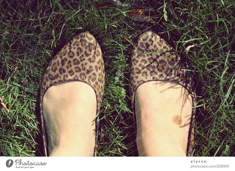 Leopardenfuß. feminin Fuß 1 Mensch Sommer Gras Schuhe einzigartig Schuhpaar Vogelperspektive 2 modern Mode Detailaufnahme trendy Muster Farbfoto Außenaufnahme