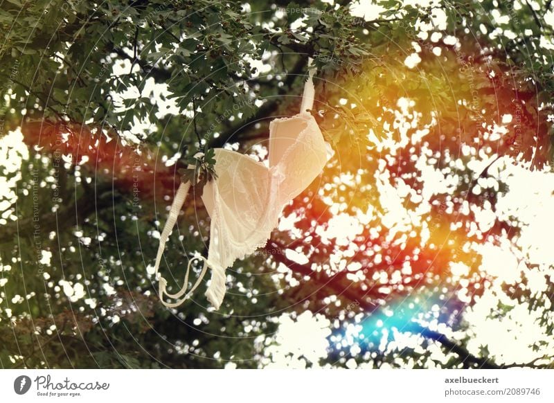 BH im Baum Unterwäsche bizarr Freiheit Freude Emanzipation Unsinn Blendenfleck Ast hängen Symbole & Metaphern konzept Sommer entkleiden beseitigen Farbfoto