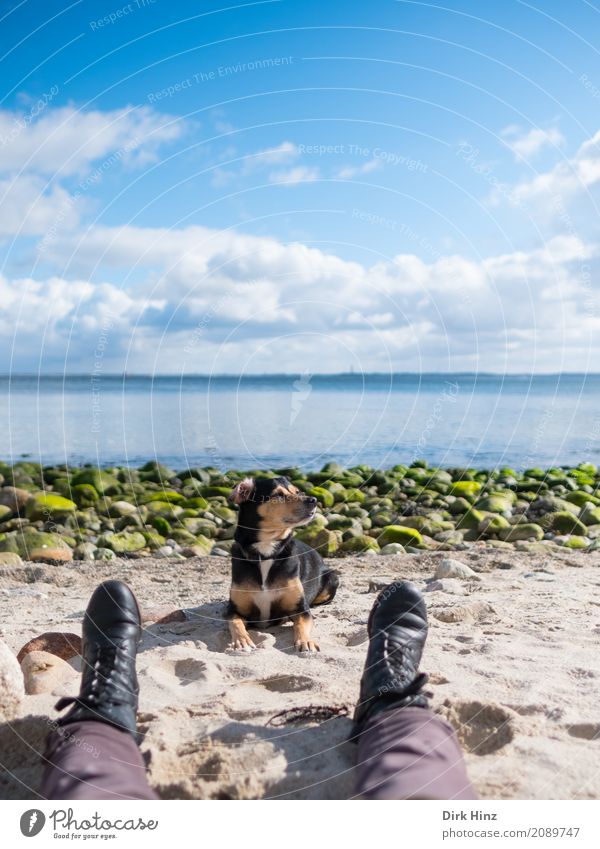 Pause 1 Mensch Umwelt Natur Landschaft Wasser Küste Strand Ostsee Meer Tier Haustier Hund maritim natürlich blau Stein Steinstrand Gassi gehen Horizont