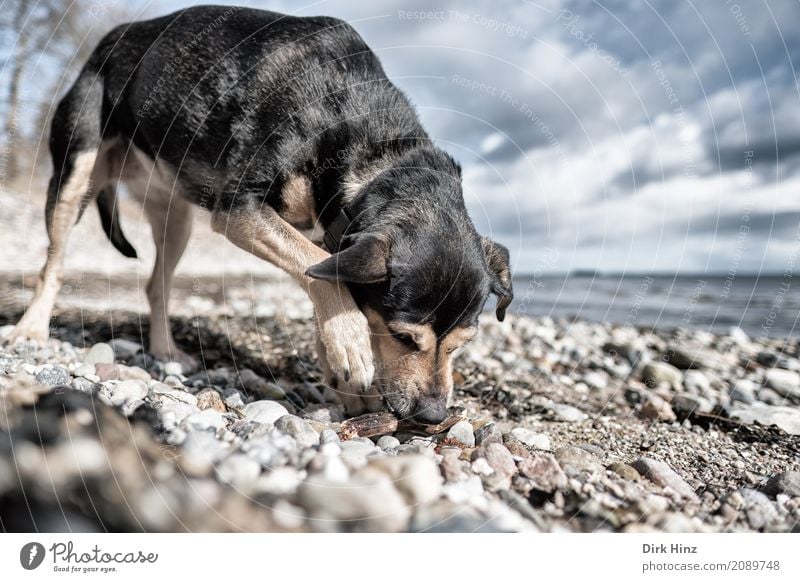Stöckchen gefunden Freizeit & Hobby Natur Landschaft Wasser Wolken Küste Strand Ostsee Haustier Hund 1 Tier maritim natürlich Neugier Horizont Freiheit Suche