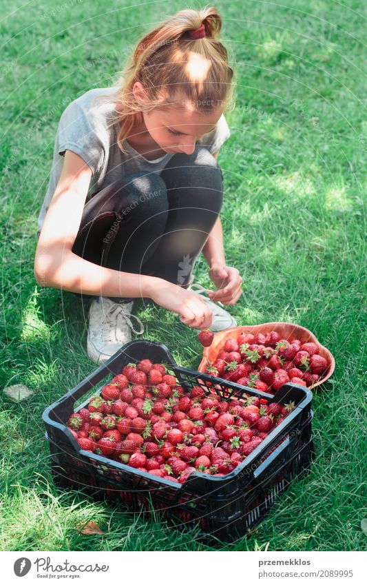 Mädchen, das frisch ausgewählte Erdbeeren zu einer Schüssel setzt Frucht Schalen & Schüsseln Sommer Garten Kind 1 Mensch Natur natürlich saftig grün rot Beeren