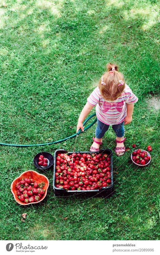 Waschende Erdbeeren des kleinen Mädchens frisch ausgewählt in einem Garten Frucht Sommer Kind Kleinkind Familie & Verwandtschaft 1 Mensch Natur natürlich oben
