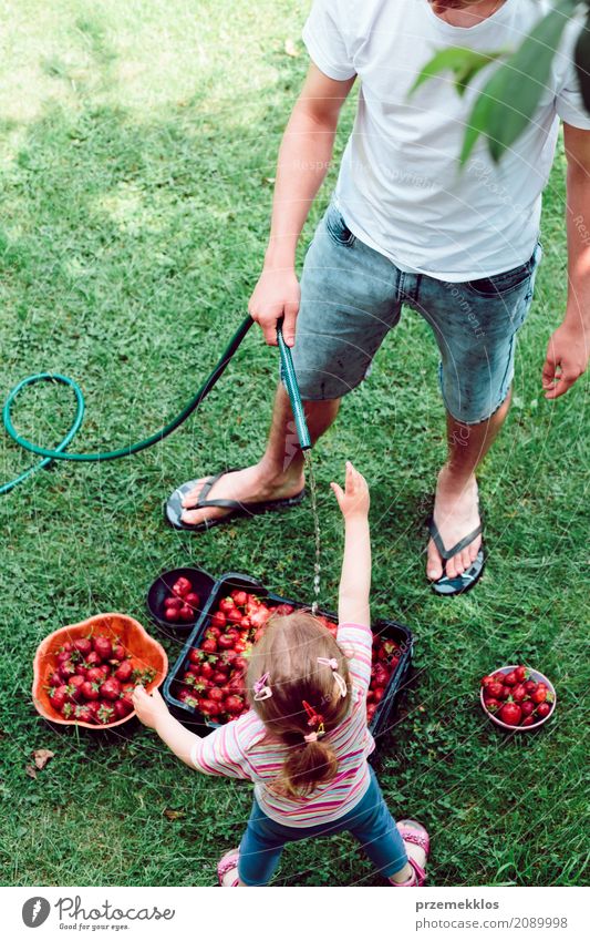 Geschwister, die Erdbeeren frisch ausgewählt in einem Garten waschen Frucht Sommer Kind Mädchen Junge Familie & Verwandtschaft 2 Mensch Natur natürlich oben