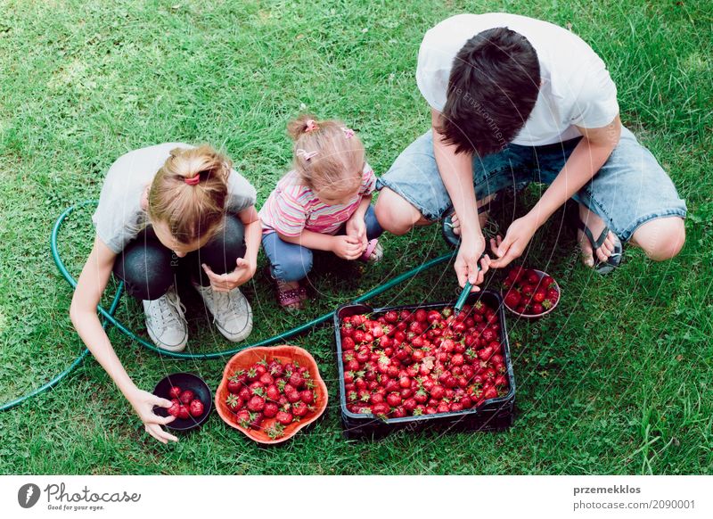 Geschwister waschen frisch gepflückte Erdbeeren in einem Garten Frucht Sommer Kind Mädchen Junge Familie & Verwandtschaft 3 Mensch Natur natürlich oben saftig