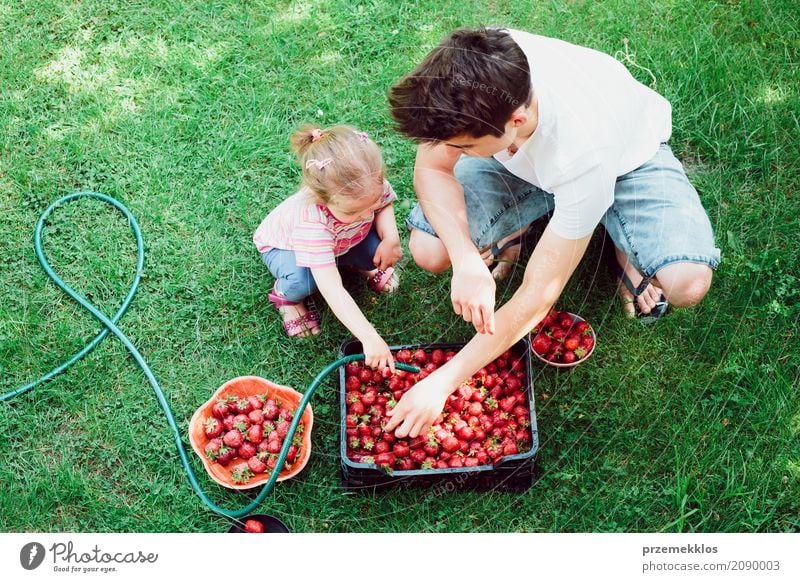 Geschwister, die Erdbeeren frisch ausgewählt in einem Garten waschen Frucht Sommer Kind Mädchen Junge Familie & Verwandtschaft 2 Mensch Natur natürlich oben