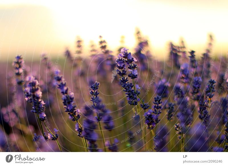 Lavendel bei Sonnenaufgang Lifestyle Stil Design exotisch Freude schön Gesundheit Alternativmedizin Medikament Wellness Leben harmonisch Wohlgefühl