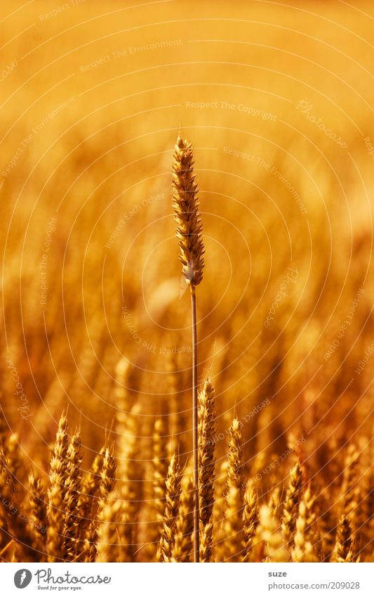 Noch 'n Korn Lebensmittel Getreide Bioprodukte Sommer Umwelt Natur Pflanze Nutzpflanze Feld Wachstum natürlich gelb gold Ähren Weizen Zerealien ökologisch