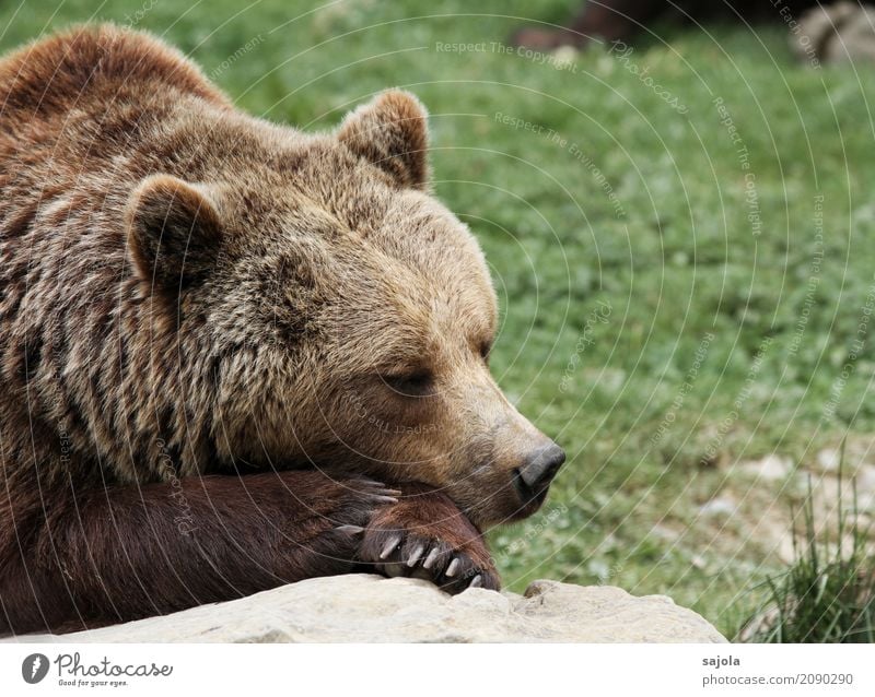 probier's doch mal mit... Natur Tier Wildtier Tiergesicht Krallen Pfote Zoo Bär Braunbär 1 Erholung liegen schlafen braun Trägheit bequem Zufriedenheit Pause