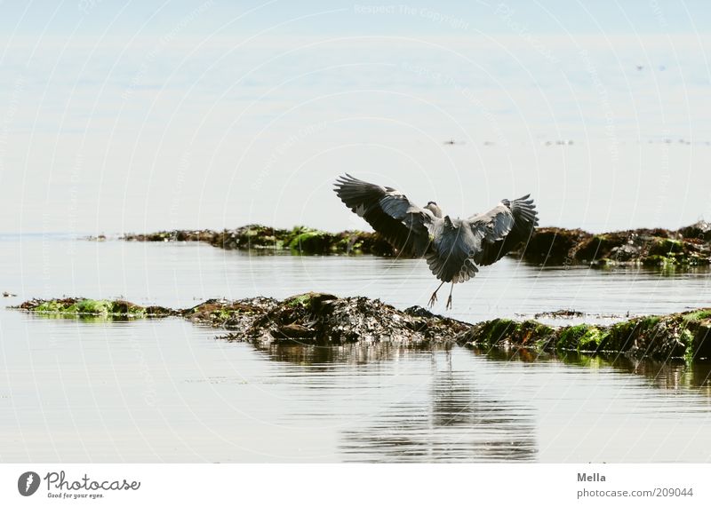 Reiher, schottisch Umwelt Natur Landschaft Tier Wasser Küste Meer Wildtier Vogel Graureiher 1 fliegen elegant frei natürlich blau ästhetisch Bewegung
