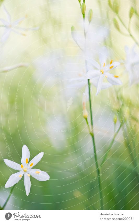 Hochkantpastellmädchenfoto Pflanze Gras Blüte hell grün weiß Makroaufnahme zart zierlich Frühling Sommer Stengel Textfreiraum