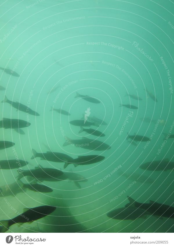 fischreich Umwelt Natur Tier Wasser Wildtier Fisch Schwarm türkis Fischschwarm Farbfoto Unterwasseraufnahme Textfreiraum oben Hintergrund neutral Tierporträt