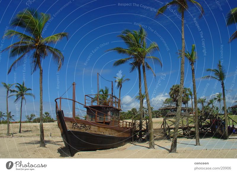 Endless summer (India) Palme Sommer Sonne Physik Wasserfahrzeug Strand ruhig Goa Indien Wärme Blauer Himmel Glück