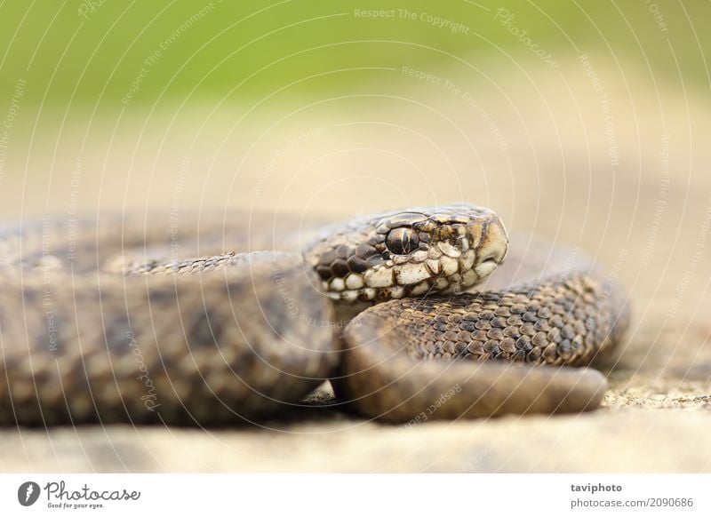 Jugendliche ungarische Wiesenvipernahaufnahme schön Natur Tier Schlange wild braun Angst gefährlich Natter Vipera ursinii Rakkosiensis Reptil Rumänien giftig