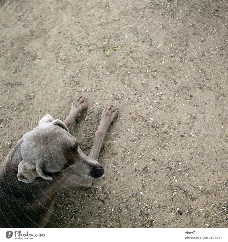 mimikry Erde Sand Tier Haustier Hund Pfote 1 Erholung liegen warten ästhetisch authentisch dreckig dünn einfach elegant positiv Vertrauen Tierliebe Weimaraner