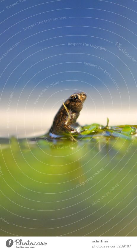 Hans GuckindieLuft Tier Teich See Frosch hocken Blick sitzen klein Neugier niedlich Einsamkeit winzig Nahaufnahme Makroaufnahme Froschperspektive Tierporträt