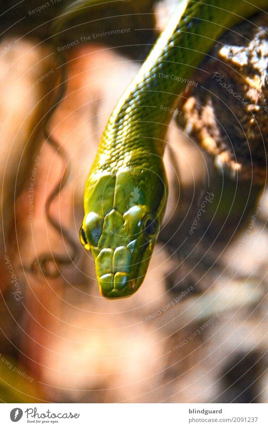 Tube Snake Boogie Tier Wildtier Schlange Tiergesicht Schuppen Zoo 1 beobachten warten authentisch exotisch glänzend mehrfarbig grün Abenteuer Natter Reptil