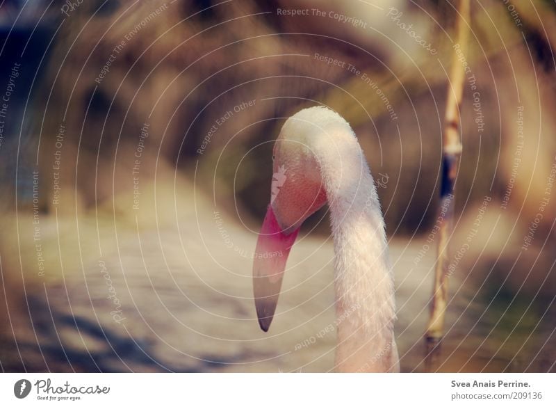 einsamkeit. Sommer Tier Vogel Pelikan 1 Gefühle Stimmung rosa Farbfoto Gedeckte Farben Außenaufnahme Menschenleer Blick nach hinten Wegsehen Schnabel Hals