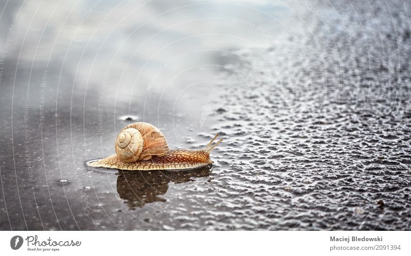 Schnecke, die eine Pfütze kreuzt. Natur Tier Sommer Regen Straße krabbeln nass natürlich schleimig braun Gelassenheit Mobilität Zusammenhalt Riesenglanzschnecke