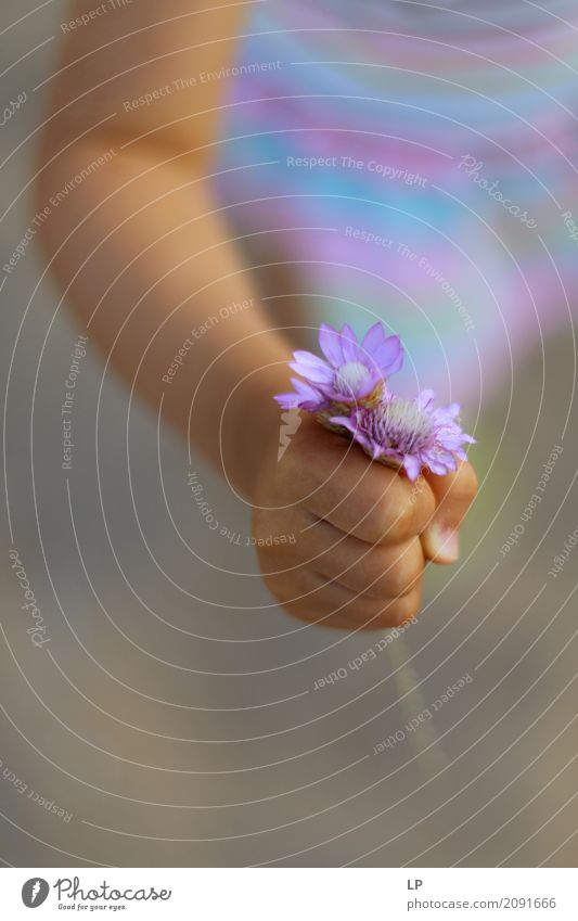 lila Blumen als Geschenk Lifestyle Freude Wellness Leben harmonisch Wohlgefühl Zufriedenheit Sinnesorgane Erholung ruhig Meditation Duft Häusliches Leben