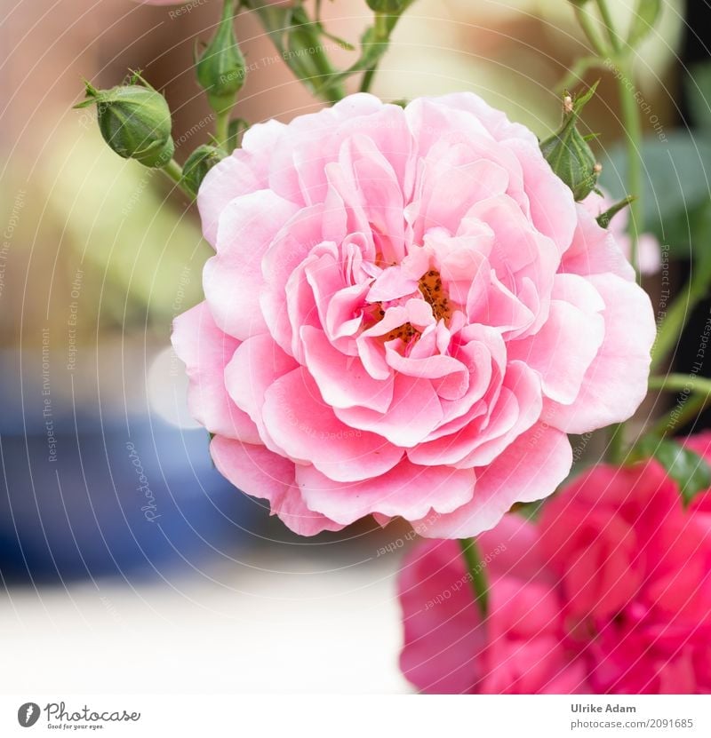 Rosa Rose elegant Stil Design Dekoration & Verzierung Tapete Bild Poster Postkarte Valentinstag Hochzeit Natur Pflanze Sommer Blume Blüte Park Blühend Duft