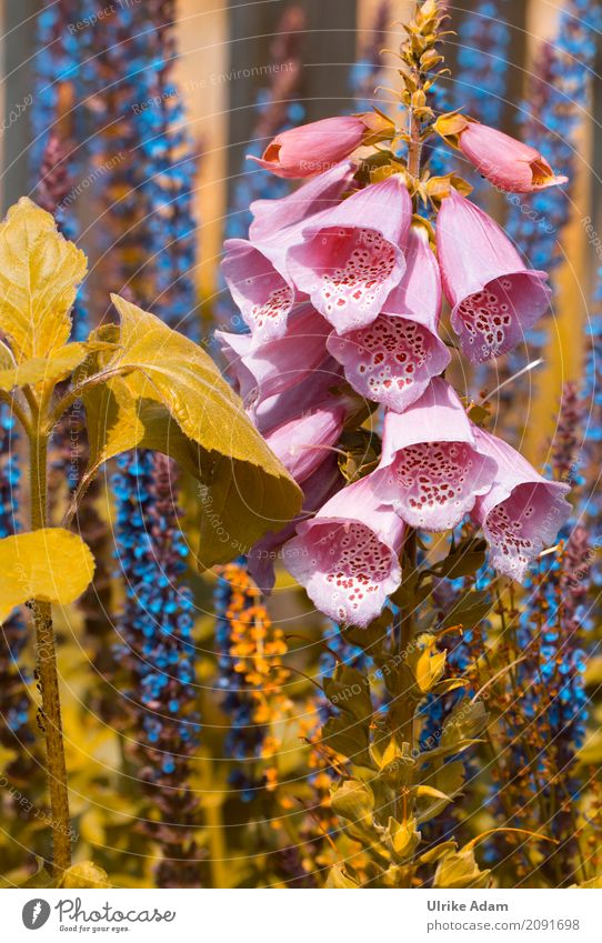 Fingerhut Stil einrichten Dekoration & Verzierung Tapete Natur Pflanze Sommer Blume Blüte Wildpflanze Topfpflanze Salbeiblüten Garten Park Blühend schön blau