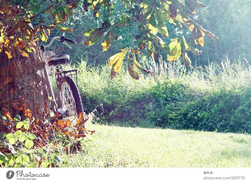 i want to ride my bicyclette Fahrrad Natur Landschaft Pflanze Sonnenlicht Herbst Schönes Wetter Baum Gras Sträucher Wiese Zufriedenheit Herbstfärbung Herbstlaub