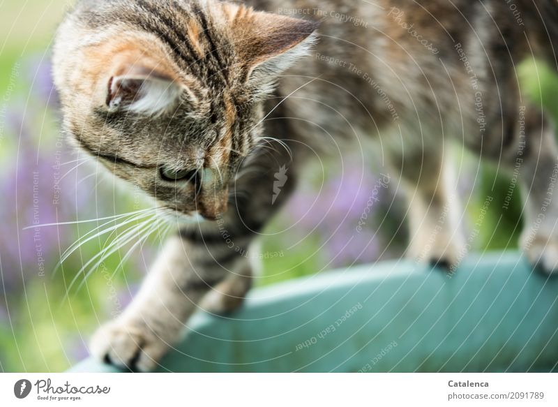Katze balanciert auf dem Rand der Regentonne Natur Sommer Garten 1 Tier Regenwassertonne Kunststoff beobachten sportlich braun grün violett schwarz türkis
