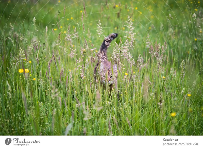 Wer kommt denn da; Kätzchen und Wiesengräser Natur Pflanze Tier Sommer Schönes Wetter Blume Gras Blüte Katze 1 Bewegung gehen verblüht dehydrieren ästhetisch