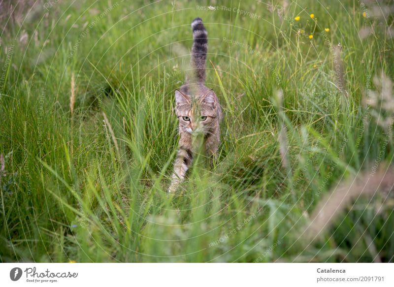 Da ist sie, kleines Tigerkätzchen im hohen Gras Natur Pflanze Tier Sommer Wiese Haustier Katze 1 Bewegung Blühend verblüht Wachstum frei schön braun gelb grün