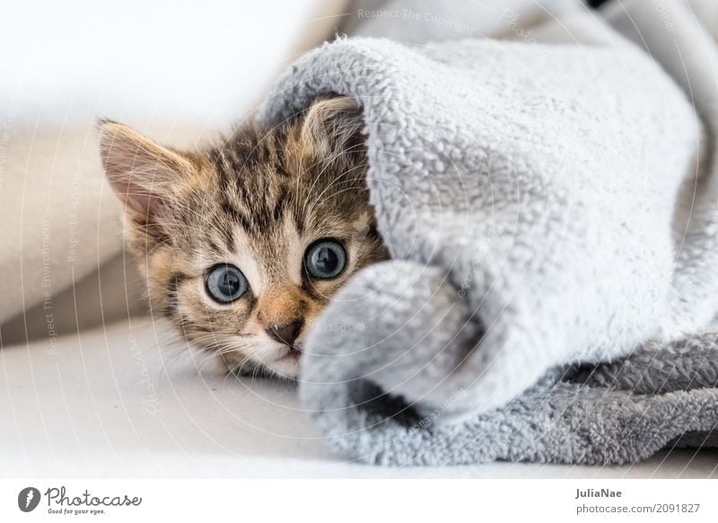 kleine Katze unter einer decke Hauskatze Katzenbaby schön süß kitten Baby miez Auge Haustier Hintergrundbild Tier Interesse Kind Ohr Spielen Tierjunges
