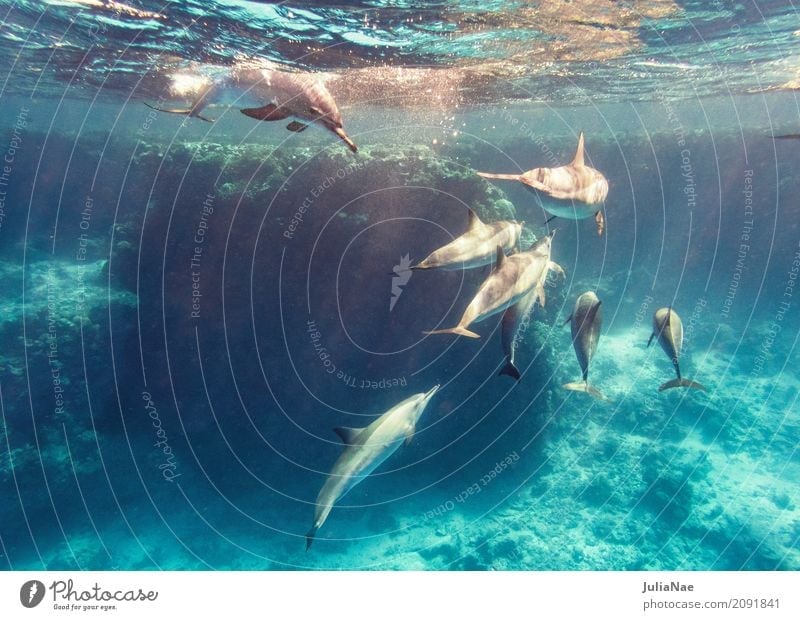 Delfine im Riff Delphine Wasser Tier Meer schwimmen ostpazifischer delfin stenella longirostris Rotes Meer Ägypten tauchen Schnorcheln Wildtier wild freilebend