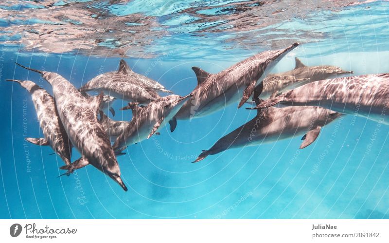 Schule Spinnerdelfine Spielen Meer tauchen Natur Tier Wasser Riff Tiergruppe leuchten toben natürlich blau Delphine schwimmen ostpazifischer delfin stenella