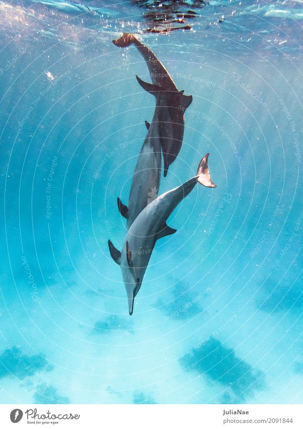 3 Delfine spielen im wasser Delphine Wasser Tier Meer schwimmen ostpazifischer delfin stenella longirostris Rotes Meer Ägypten tauchen Schnorcheln wild
