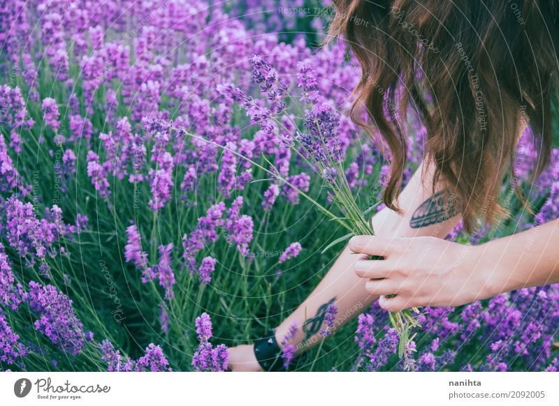 Junge Frau, die Lavendel erntet Lifestyle Duft Mensch feminin Jugendliche 1 18-30 Jahre Erwachsene Umwelt Natur Pflanze Blume Grünpflanze Wildpflanze