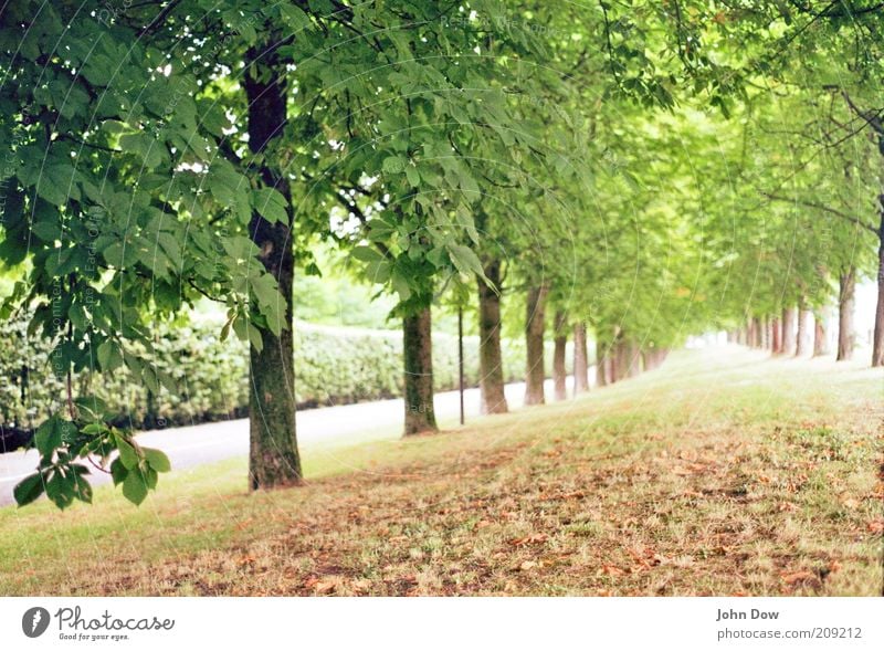Die unendliche Geschichte Natur Landschaft Schönes Wetter Pflanze Baum Gras Sträucher Park Wege & Pfade frisch Unendlichkeit Optimismus Gelassenheit ruhig