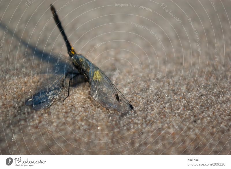 unglück Natur Sand Sommer Libelle Mitgefühl Trauer Tod Erschöpfung Tier Überlebenskampf Flügel leuchten Farbfoto Außenaufnahme Textfreiraum rechts