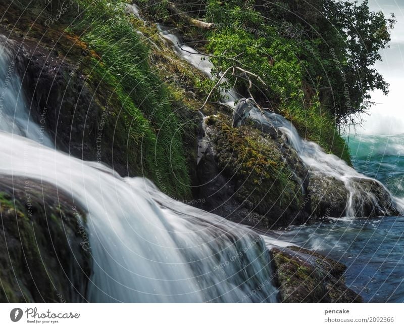 herr strese inspiziert die rheinfälle Natur Landschaft Urelemente Wasser Sommer Schönes Wetter Baum Gras Sträucher Moos Grünpflanze Flussufer Wasserfall