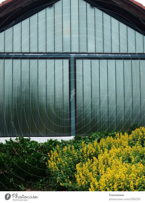 T auf Glas Menschenleer Gebäude Glaswand Schriftzeichen ästhetisch eckig einfach fest glänzend Zufriedenheit Ordnung Dachgiebel Fensterscheibe Blume Pflanze