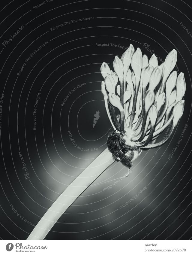 Besuch Pflanze Wildpflanze Tier Biene 1 dunkel Schmucklilie Lilien Schwarzweißfoto Außenaufnahme Nahaufnahme abstrakt Menschenleer Textfreiraum links