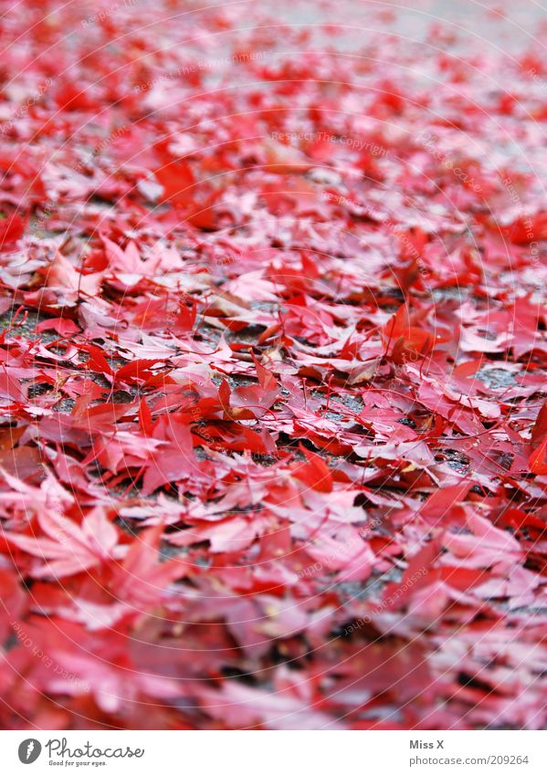 Es herbstelt Natur Herbst Blatt nass Herbstlaub herbstlich Rutschgefahr Farbfoto mehrfarbig Außenaufnahme Menschenleer Froschperspektive Herbstfärbung