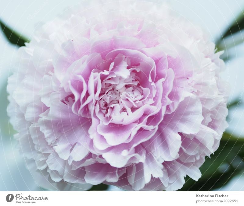 Pfingstrose Pflanze Blume Rose exotisch Natur schön Blüte prächtig Blütenblatt Farbfoto Außenaufnahme Innenaufnahme Nahaufnahme Menschenleer Morgen