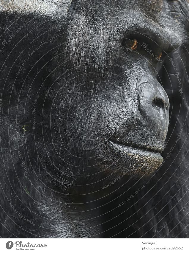 In Gedanken Tier Wildtier Tiergesicht Fell Zoo 1 beobachten Affen Gorilla braun nachdenklich Gesicht gefährlich gefangen Gesichtsausdruck Gesichtsausschnitt