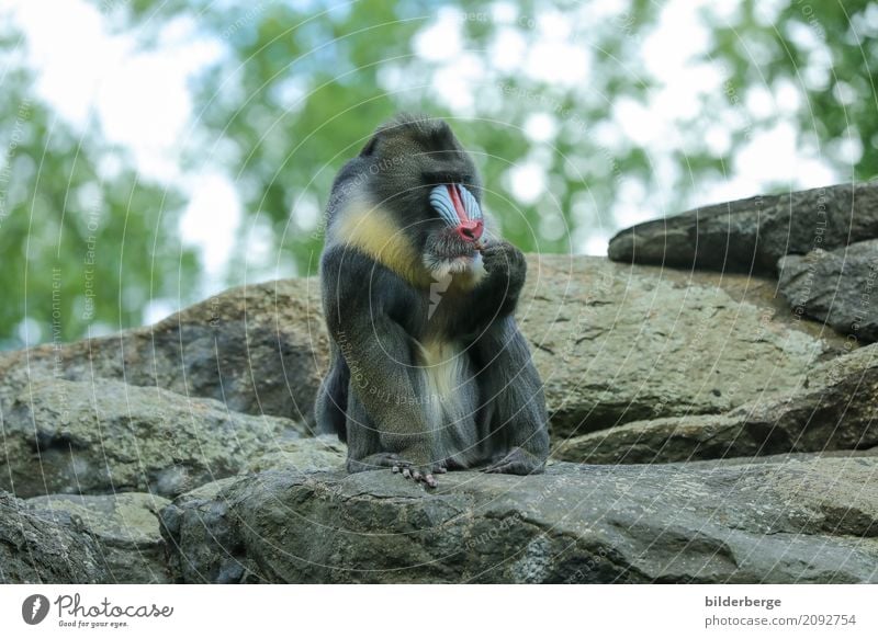 Cef Ferien & Urlaub & Reisen Safari Expedition Zoo Felsen Affen genießen Neugier reisen Farbfoto Unschärfe