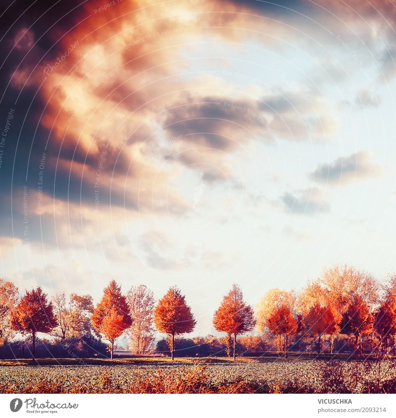 Herbstlandschaft mit Bäumen, Feld und Himmel Lifestyle Design Sommer Natur Landschaft Schönes Wetter Baum Wiese gelb Hintergrundbild Sonnenuntergang Blatt