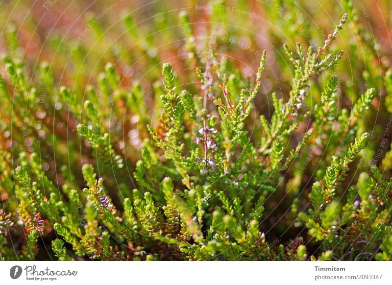 wachsen und gedeihen | in DK. Umwelt Natur Pflanze Dänemark Wachstum natürlich grün Gefühle Farbfoto Außenaufnahme Menschenleer Tag Schwache Tiefenschärfe